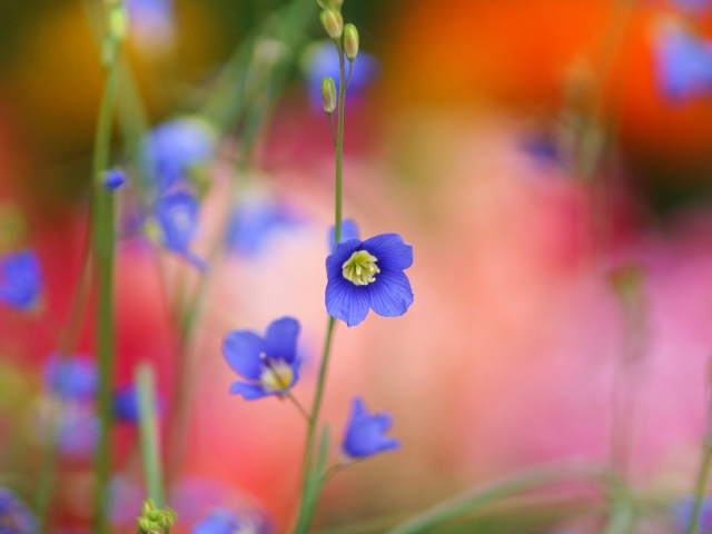 Sfondi Blue Flower 640x480