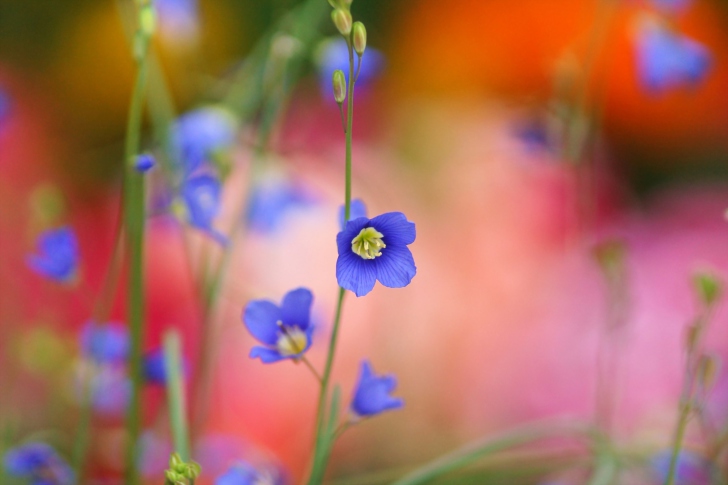 Fondo de pantalla Blue Flower