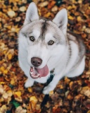 Das Siberian Husky Puppy Bandog Wallpaper 128x160