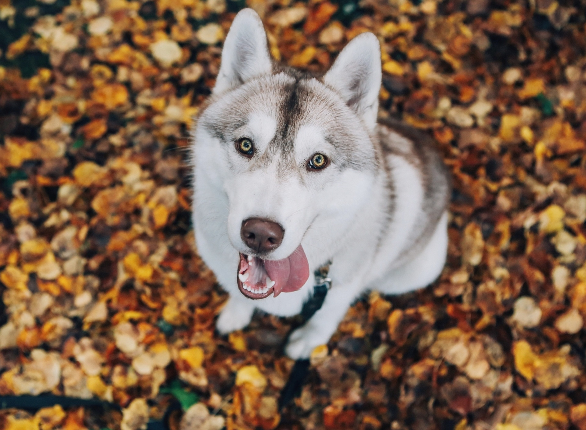 Обои Siberian Husky Puppy Bandog 1920x1408