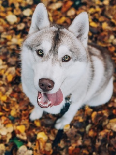 Siberian Husky Puppy Bandog wallpaper 240x320