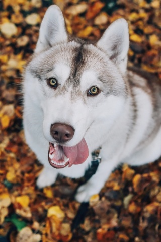 Das Siberian Husky Puppy Bandog Wallpaper 320x480