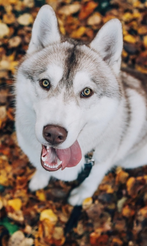 Screenshot №1 pro téma Siberian Husky Puppy Bandog 480x800