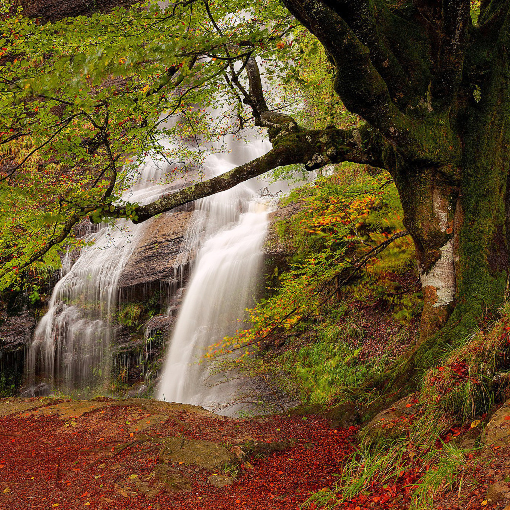 Das Path in autumn forest and waterfall Wallpaper 1024x1024