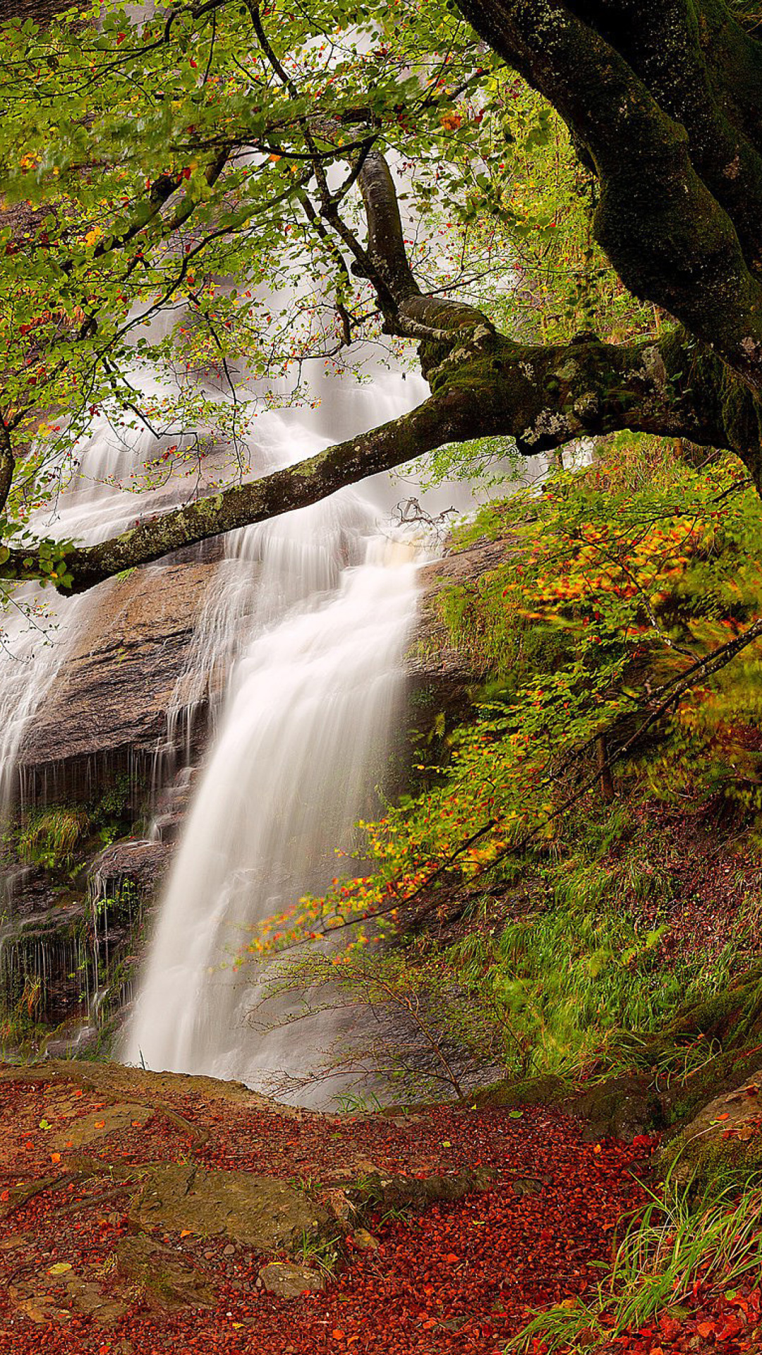 Path in autumn forest and waterfall wallpaper 1080x1920