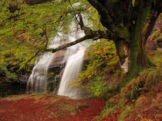 Das Path in autumn forest and waterfall Wallpaper 320x240
