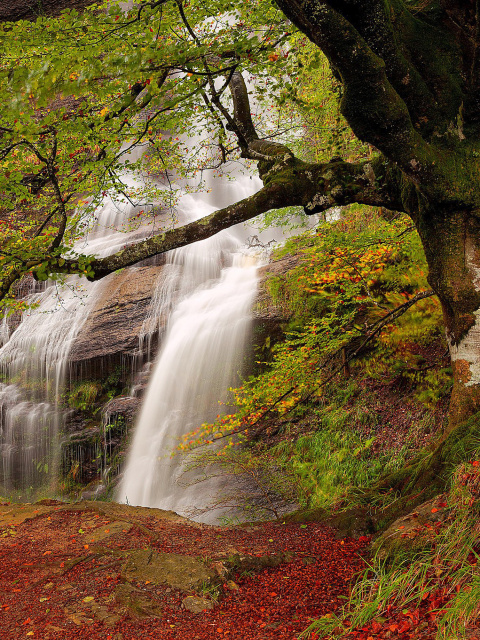 Path in autumn forest and waterfall wallpaper 480x640