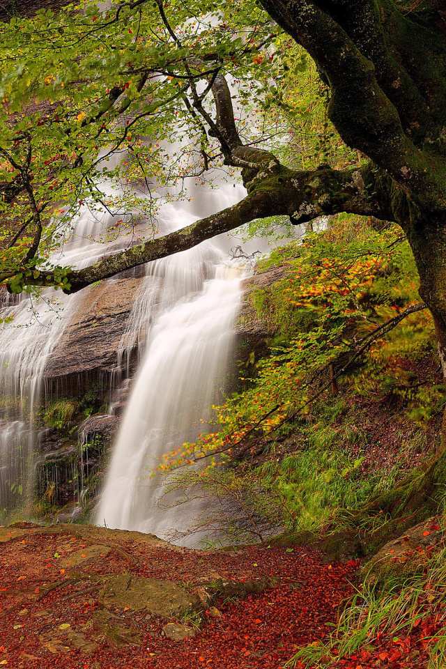 Das Path in autumn forest and waterfall Wallpaper 640x960