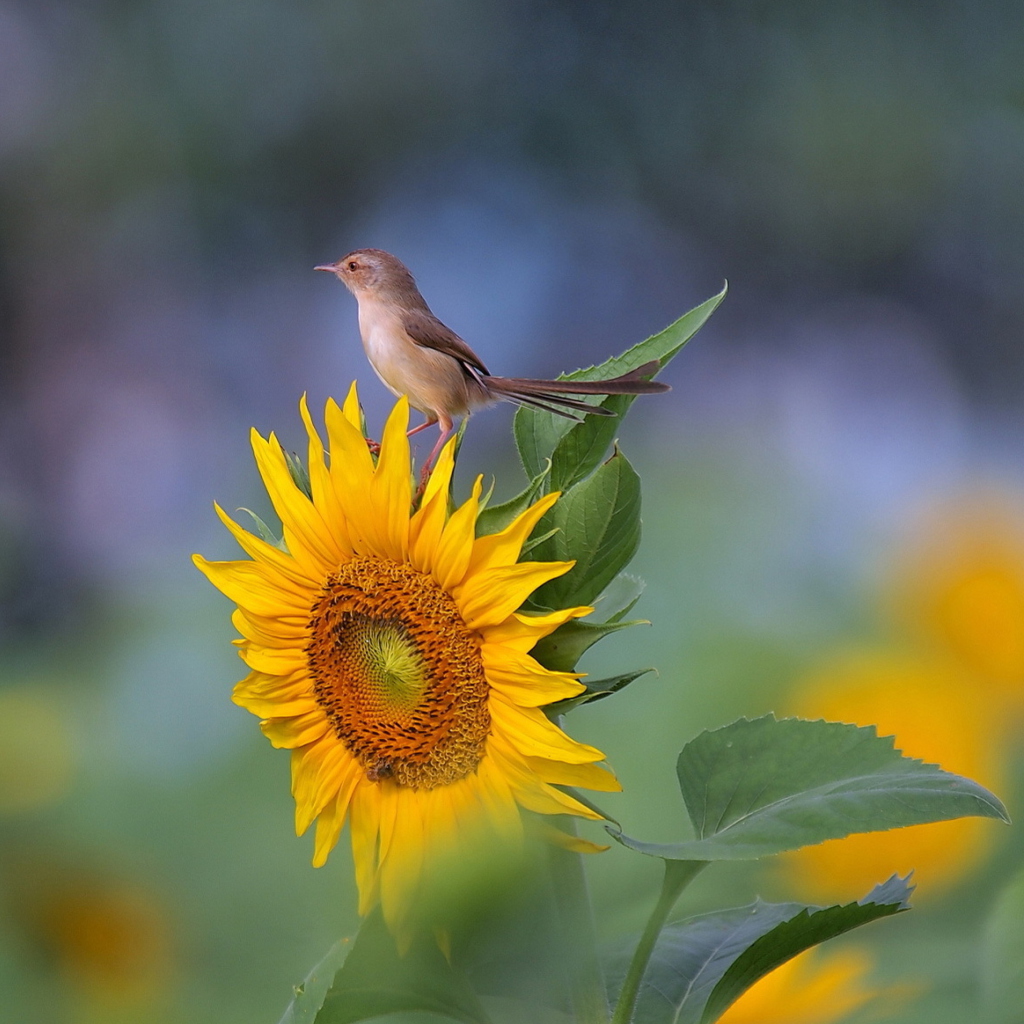 Обои Sunflower Sparrow 1024x1024
