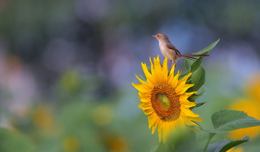 Sunflower Sparrow wallpaper 1024x600