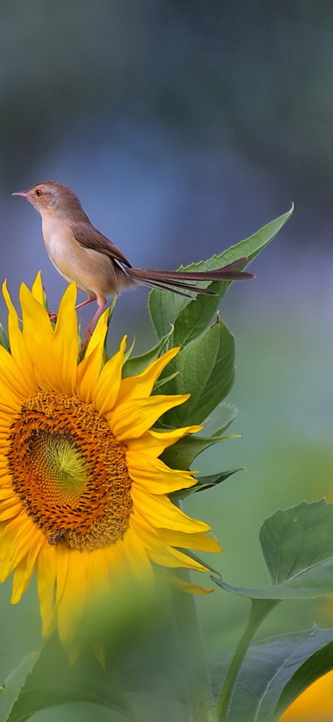 Sunflower Sparrow wallpaper 1170x2532