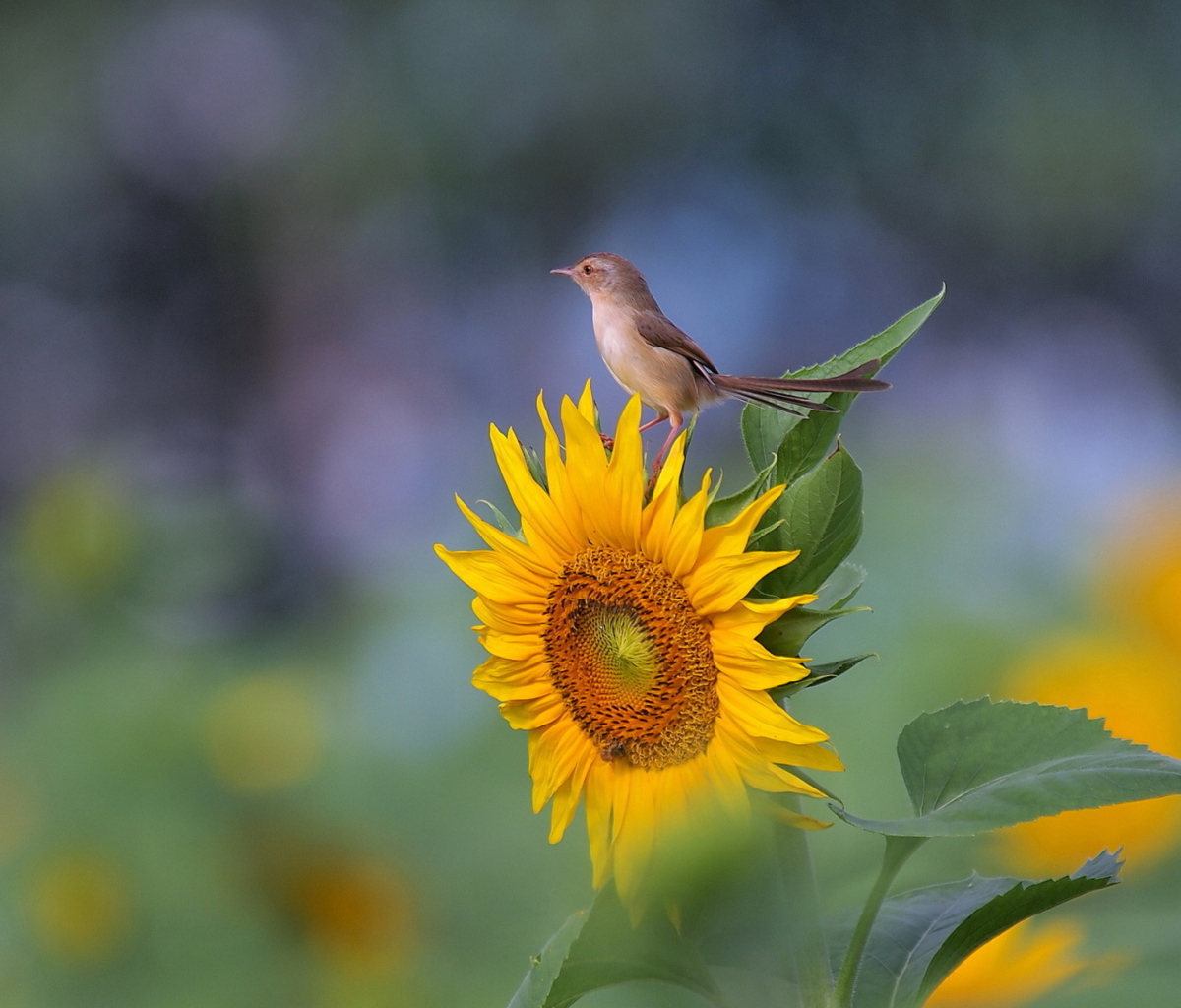Fondo de pantalla Sunflower Sparrow 1200x1024
