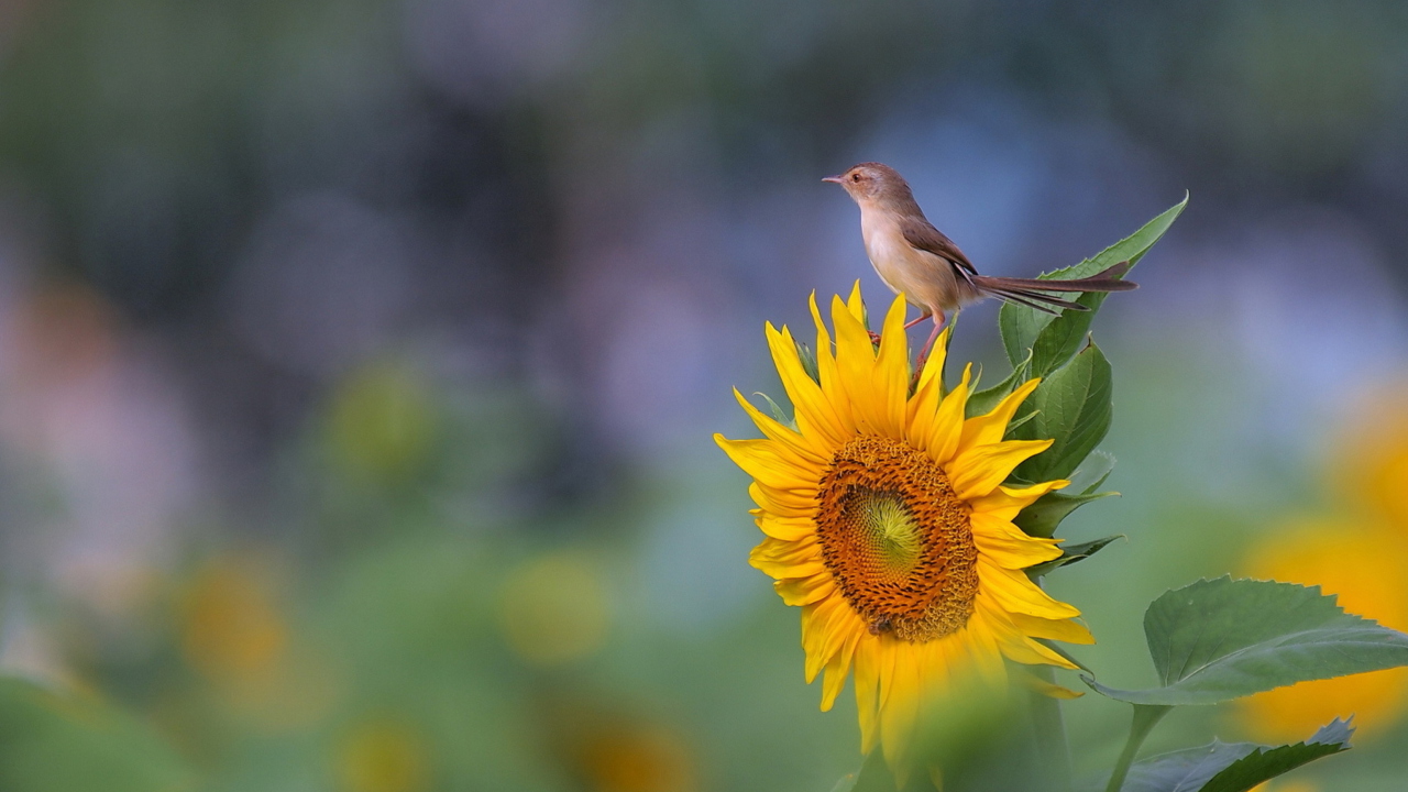 Fondo de pantalla Sunflower Sparrow 1280x720