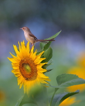 Sunflower Sparrow wallpaper 176x220