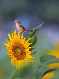 Обои Sunflower Sparrow 240x320