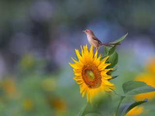 Das Sunflower Sparrow Wallpaper 320x240