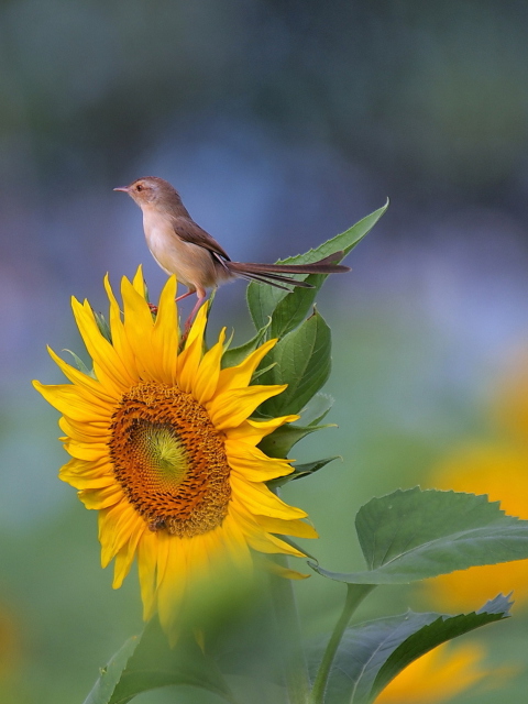 Sunflower Sparrow wallpaper 480x640