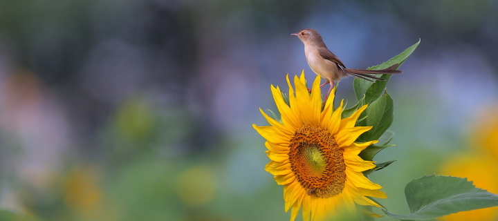 Screenshot №1 pro téma Sunflower Sparrow 720x320