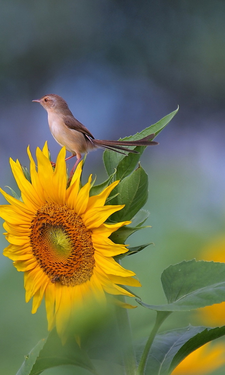 Fondo de pantalla Sunflower Sparrow 768x1280