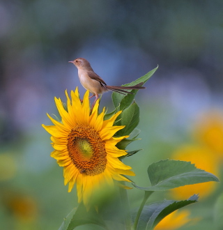 Sunflower Sparrow - Obrázkek zdarma pro 1024x1024