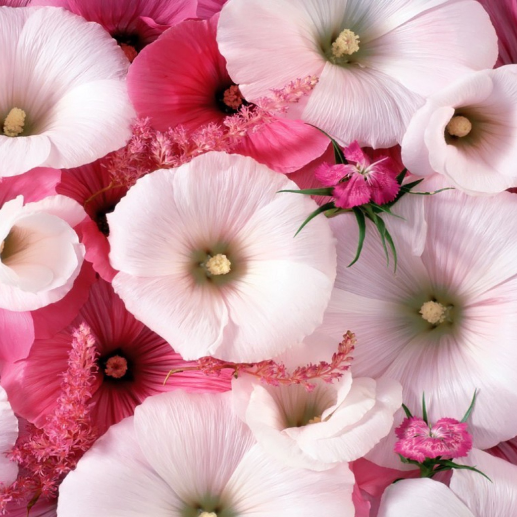 Pink Flowers wallpaper 1024x1024