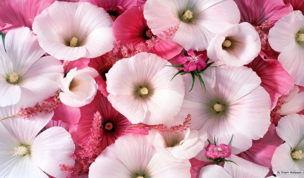 Pink Flowers wallpaper 1024x600