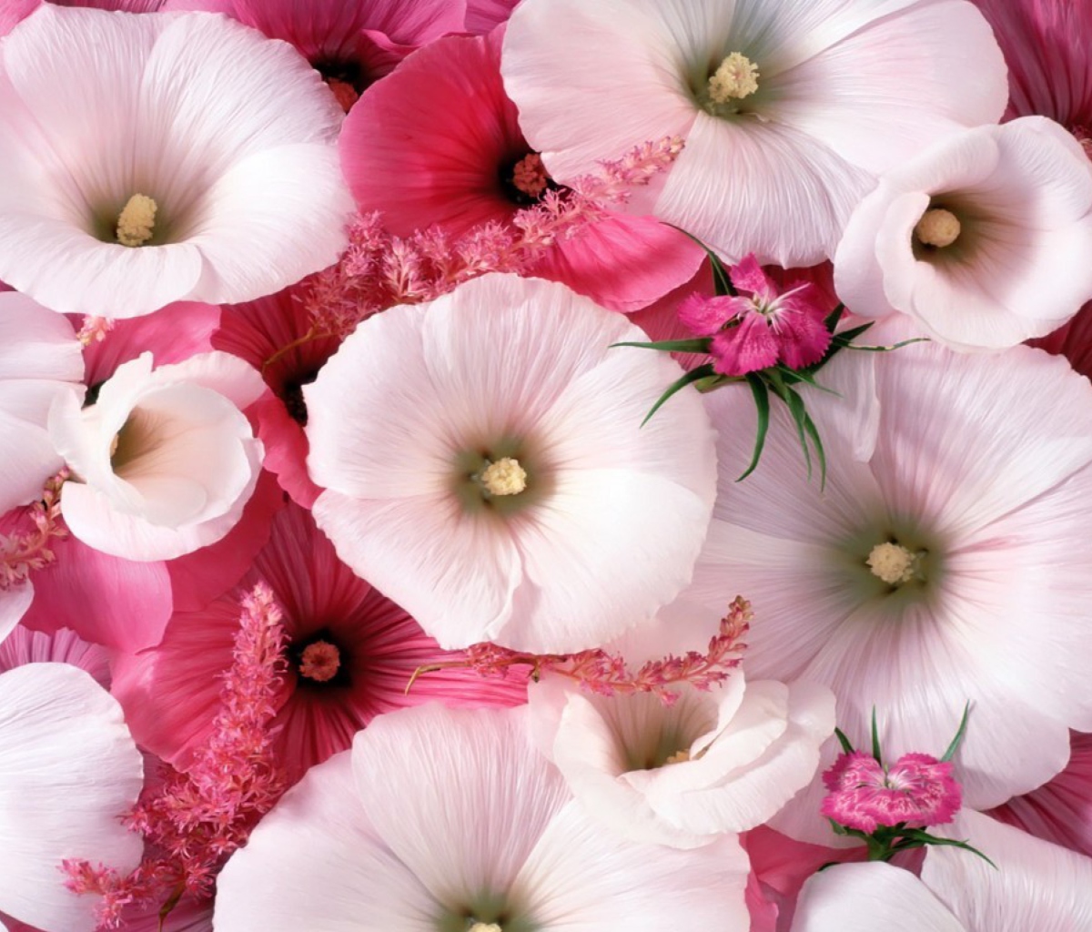 Sfondi Pink Flowers 1200x1024