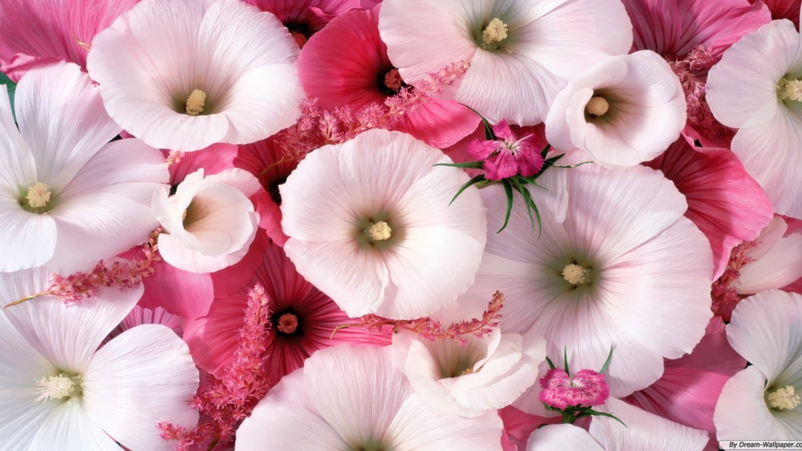 Обои Pink Flowers 1600x900