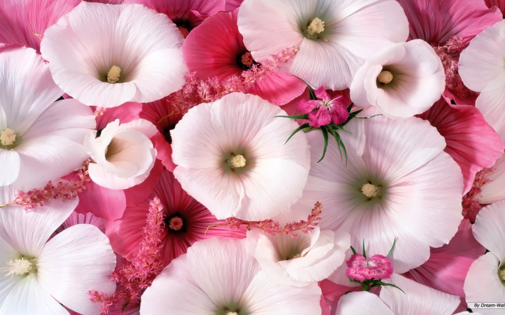 Sfondi Pink Flowers 1680x1050