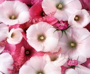 Fondo de pantalla Pink Flowers 176x144
