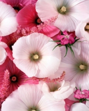 Das Pink Flowers Wallpaper 176x220