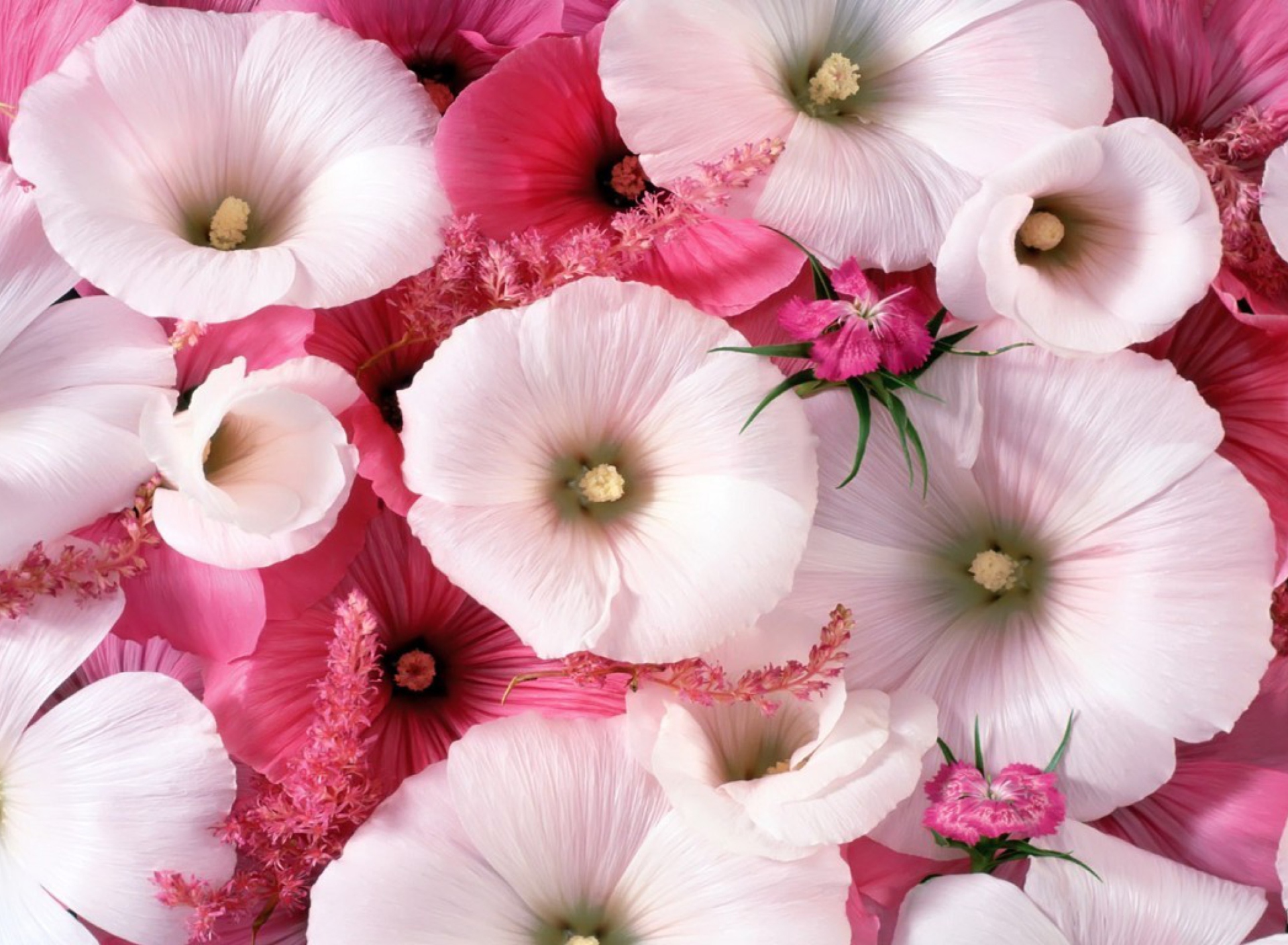 Обои Pink Flowers 1920x1408