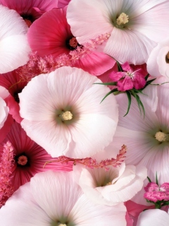 Pink Flowers screenshot #1 240x320