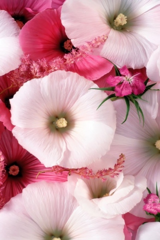 Das Pink Flowers Wallpaper 320x480
