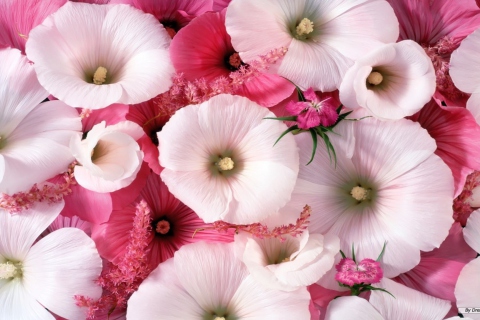 Das Pink Flowers Wallpaper 480x320