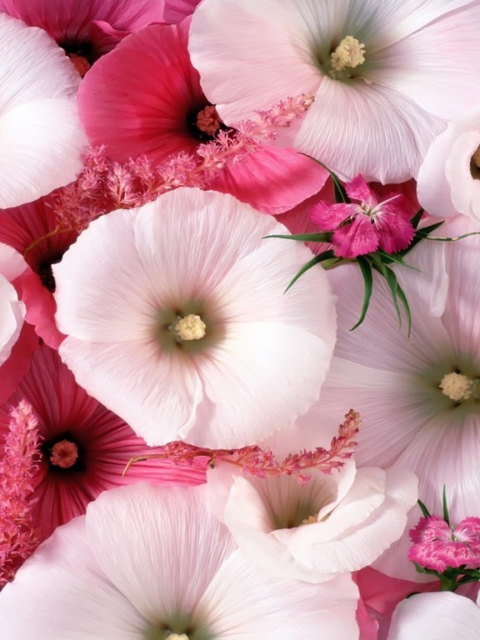 Das Pink Flowers Wallpaper 480x640