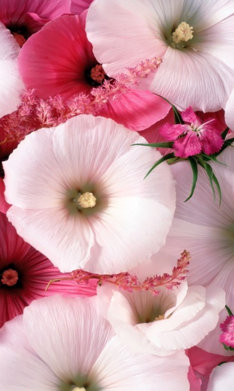 Pink Flowers screenshot #1 480x800