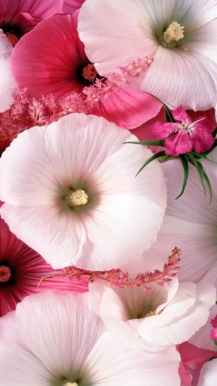 Das Pink Flowers Wallpaper 750x1334