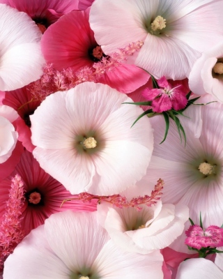 Kostenloses Pink Flowers Wallpaper für Nokia 5800 XpressMusic