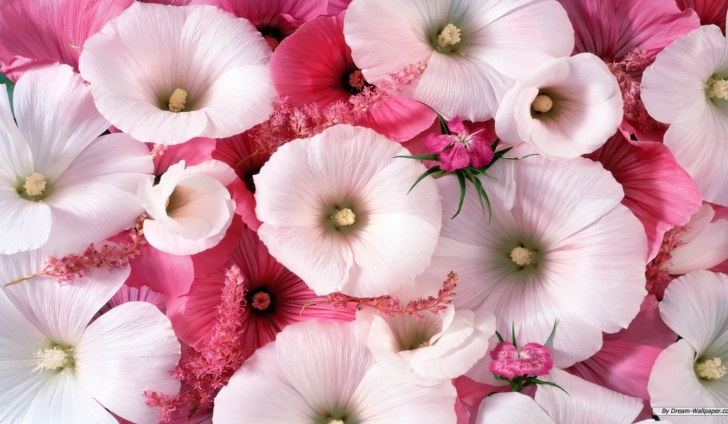 Das Pink Flowers Wallpaper
