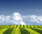 White Clouds And Green Field wallpaper 176x144