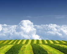 Fondo de pantalla White Clouds And Green Field 220x176