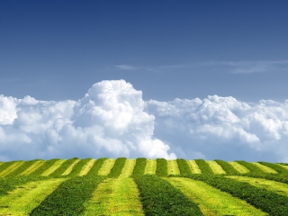 Das White Clouds And Green Field Wallpaper 320x240