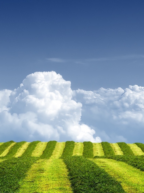 White Clouds And Green Field wallpaper 480x640