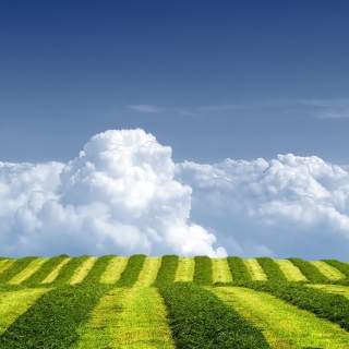 White Clouds And Green Field - Fondos de pantalla gratis para iPad 2