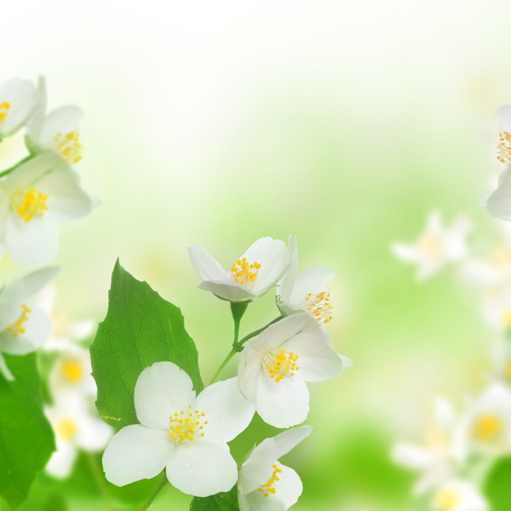 Fondo de pantalla Jasmine delicate flower 1024x1024