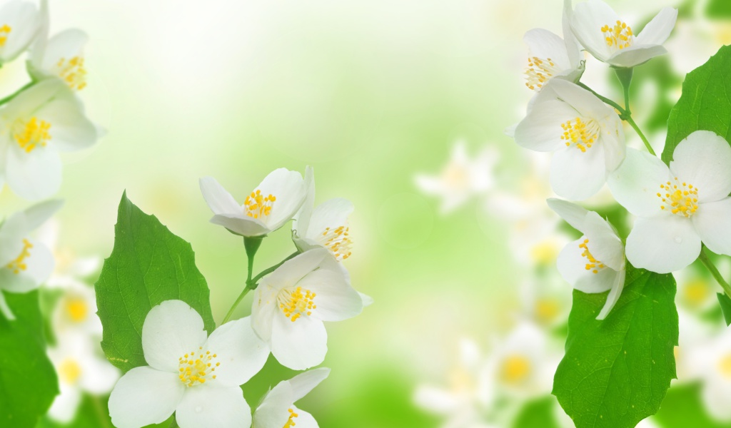 Jasmine delicate flower wallpaper 1024x600