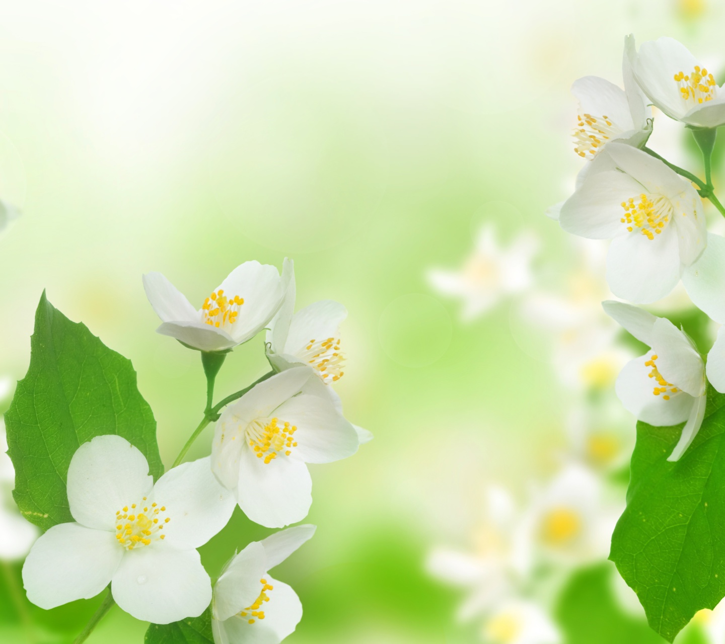 Обои Jasmine delicate flower 1440x1280