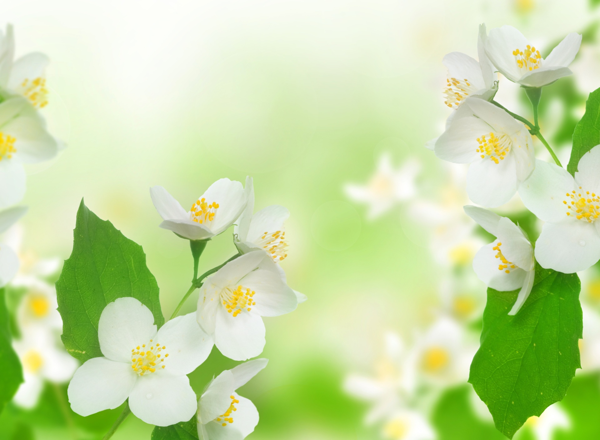 Fondo de pantalla Jasmine delicate flower 1920x1408