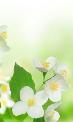 Screenshot №1 pro téma Jasmine delicate flower 240x400